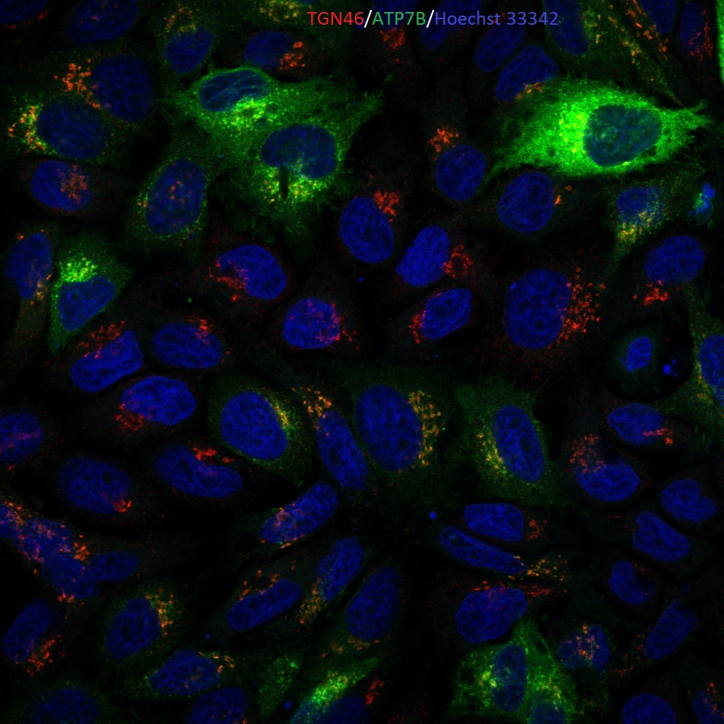 TGN46 Fluorescence Staining Antibody Review